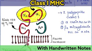 Major Histocompatibility Complex MHC Class I  Structure  Function  Immunology Lecture 24 [upl. by Nitnilc]