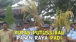 Rutan Putussibau Panen Raya Padi [upl. by Rolph90]