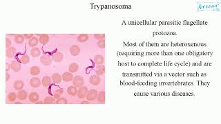 Trypanosoma [upl. by Enahpets]