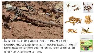 Tiger Whiptail Lizard CARE [upl. by Calli]