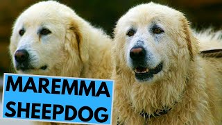 Maremma Sheepdog  TOP 10 Interesting Facts [upl. by Lyndes]