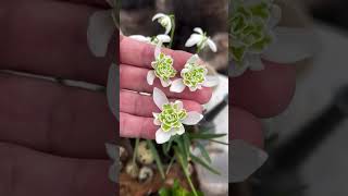 Double snowdrops Planting beautiful flowers 🌸 [upl. by Anoirb]