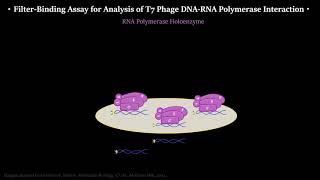 Figure 62 and 63 RNAP holoenzyme binds promoter DNA better than core enzyme [upl. by Nillek]