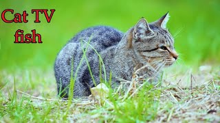 Cat TV Fish  Fish video for cats to watch📺  Movie for cats  24 Hours CAT FISH 4K [upl. by Alol]