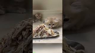 Funny Cat 🐱 funny cats compilation 🙀 FunnyCats 5214 [upl. by Ecidnacal]