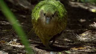 RARE  Extrait  Découverte du Kakapo [upl. by Aivlis]