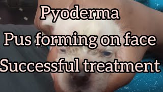 Pyoderma  pus forming on puppy face Successful treatment [upl. by Heise]