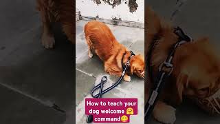 Dog training commandsbestguarddog pets guarddogbreeds dogcommands funny labrador guardog cu [upl. by Farland]