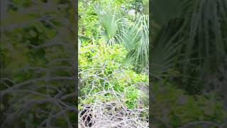 Another saw Palmetto in bloom [upl. by Asin]