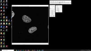 Basic adjustments of fluorescent images with FIJI [upl. by Ecylahs570]