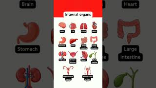 Internal organs vocablury english englishlanguage vocabluary [upl. by Brod615]