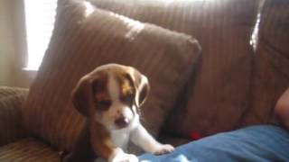 That Moment When a Beagle Puppy Learns He Has The Ability to Howl [upl. by Mauri]