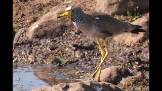 Call of the African Wattled Lapwing [upl. by Nidraj385]