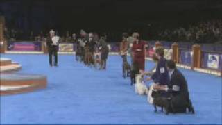 Animal Planet Eukanuba World Challenge 2008 TV Show [upl. by Sadiras]