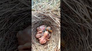 Adorable Jungli Babbler Bird Babies Fast Asleep [upl. by Anoli]