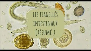 LA PARASITOLOGIE 🦐 EN RÉSUMÉ 3 flagellés intestinaux [upl. by Euginom328]