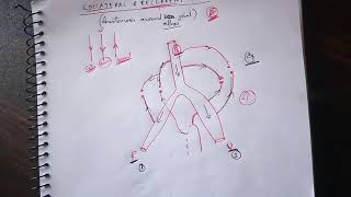 Recurrent and Collateral Anastomosis  Anastomosis Around Elbow Joint  TCML [upl. by Monto997]