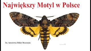 Największy Motyl w Polsce  Zmierzchnica Truia Główka [upl. by Pyle631]