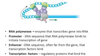 Eukaryotic Gene Regulation [upl. by Beatty]