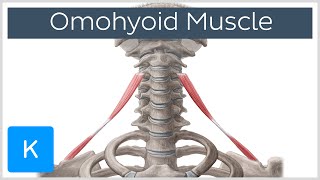 Omohyoid muscle  Origin Insertion Innervation amp Function  Human Anatomy  Kenhub [upl. by Akitahs]