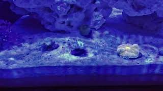 45 Min Nano Reef Tank New Corals Timelapse [upl. by Baumbaugh]