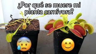 ¿Por qué se muere mi planta carnivora  Segunda Parte Etiolación [upl. by Akinnor]