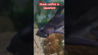 Shark catfish in aquariumshark catfish aquarium shorts asadameenvlog [upl. by Wilkens]