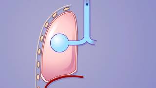 Alveolar Pressure Changes During Inspiration and Expiration HD Animation [upl. by Daile145]