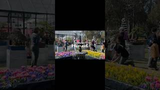 Canberra Floriade 2024🌷🎀🇦🇺 Spring Festival aussie aussielove [upl. by Bess]