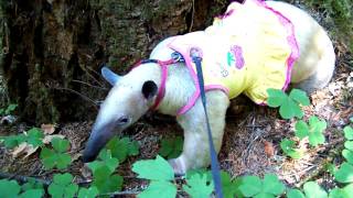 Tamandua scared by birds [upl. by Annyl]