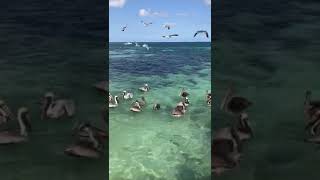 Puerto Morelos pelicans [upl. by Kovacs]