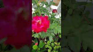 Lovely rose villagelife kerala [upl. by Yenahteb83]