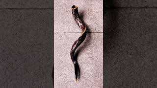 512 Powerful sound of Shofar blowing  Shofar Blast  shofar tekiah teruah shevarim [upl. by Ivo]