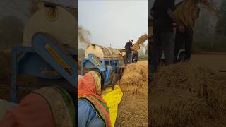 New Holland 50paddy harvestingaggriculture shortvideo [upl. by Annayram]