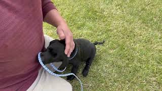 Calling an untrained puppy  New Puppy Session 5 [upl. by Aiva]