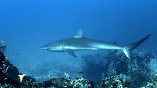 Malpelo 2024  Day 2 [upl. by Enomaj722]