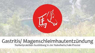 GastritisMagenschleimhautentzündung bei Hund Katze Pferd und Co  TierheilpraktikerAusbildung [upl. by Soni]