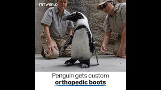 Penguin waddles away in custom orthopedic shoes [upl. by Bergerac826]