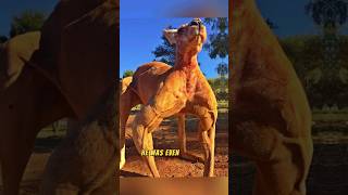 Roger the Kangaroo Bodybuilder 😲💪🦘 [upl. by Ide]