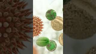 Palynology in islam makeuppollenallergypollengrainairobiology viralshot [upl. by Yrnehnhoj]