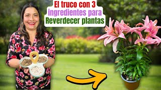 ¿Tus plantas tienen hojas amarillas o cochinilla usa estos 3 ingredientes para salvarlas [upl. by Nilreb496]