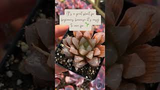 💜 What is Haworthia Cooperi quotIce Lanternquot💜 [upl. by Anselmo]