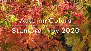 Autumn Leaves Colors at Stanford  Bowdoin St Palo Alto [upl. by Emlen]