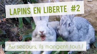 LAPINS EN LIBERTÉ 2  un carnage au jardin [upl. by Trah]