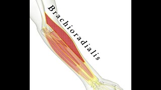 Two Minutes of Anatomy Brachioradialis Muscle [upl. by Nnyllaf]