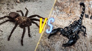 Tarantula VS Scorpion [upl. by Anolahs]