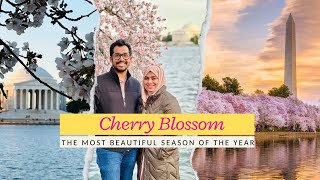 അമേരിക്കയിലെ ഏറ്റവും ഭംഗിയുള്ള സീസൺ  Cherry Blossom festival  Washington DC  Shabeeb K [upl. by Dola]