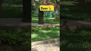 Deer national park Mumbai jungle forest dance hathi viral trending shorts nature love [upl. by Neeluqcaj]