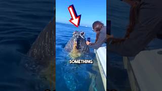 Giant whales ASK humans to remove barnacles 😱 shorts barnacles [upl. by Burney933]