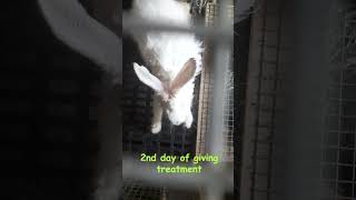 RABBIT 2ND DAY OF TREATMENT love blessedcreatures rabbitry rabbitbackyard rabbitfarming [upl. by Campos606]